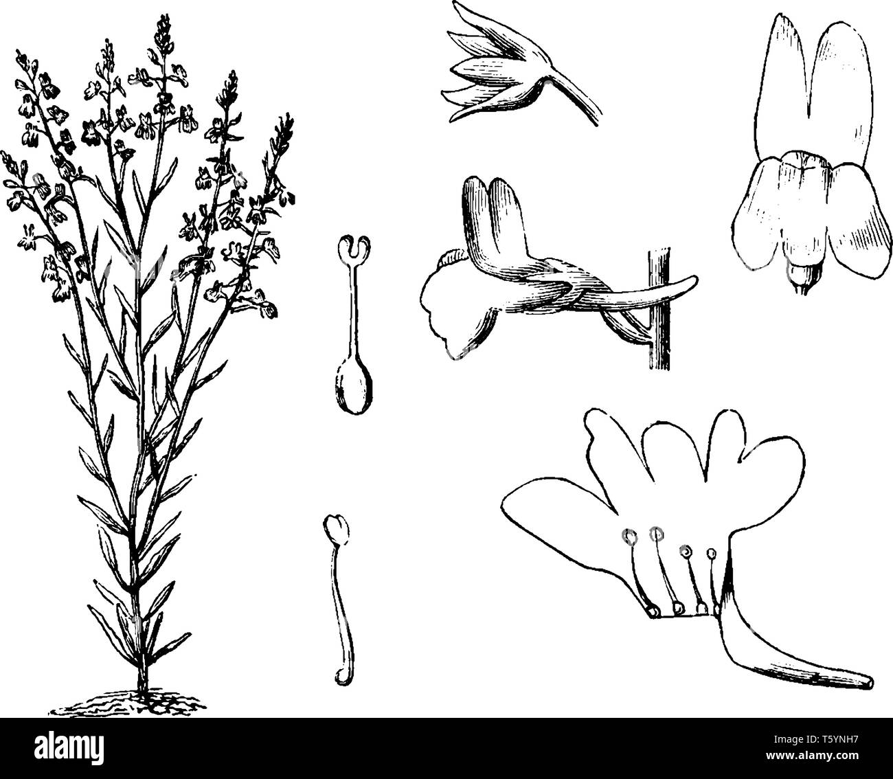 This is a branch of Linaria Bipartita and it is a species of flowering plant. There are organs of flower, vintage line drawing or engraving illustrati Stock Vector