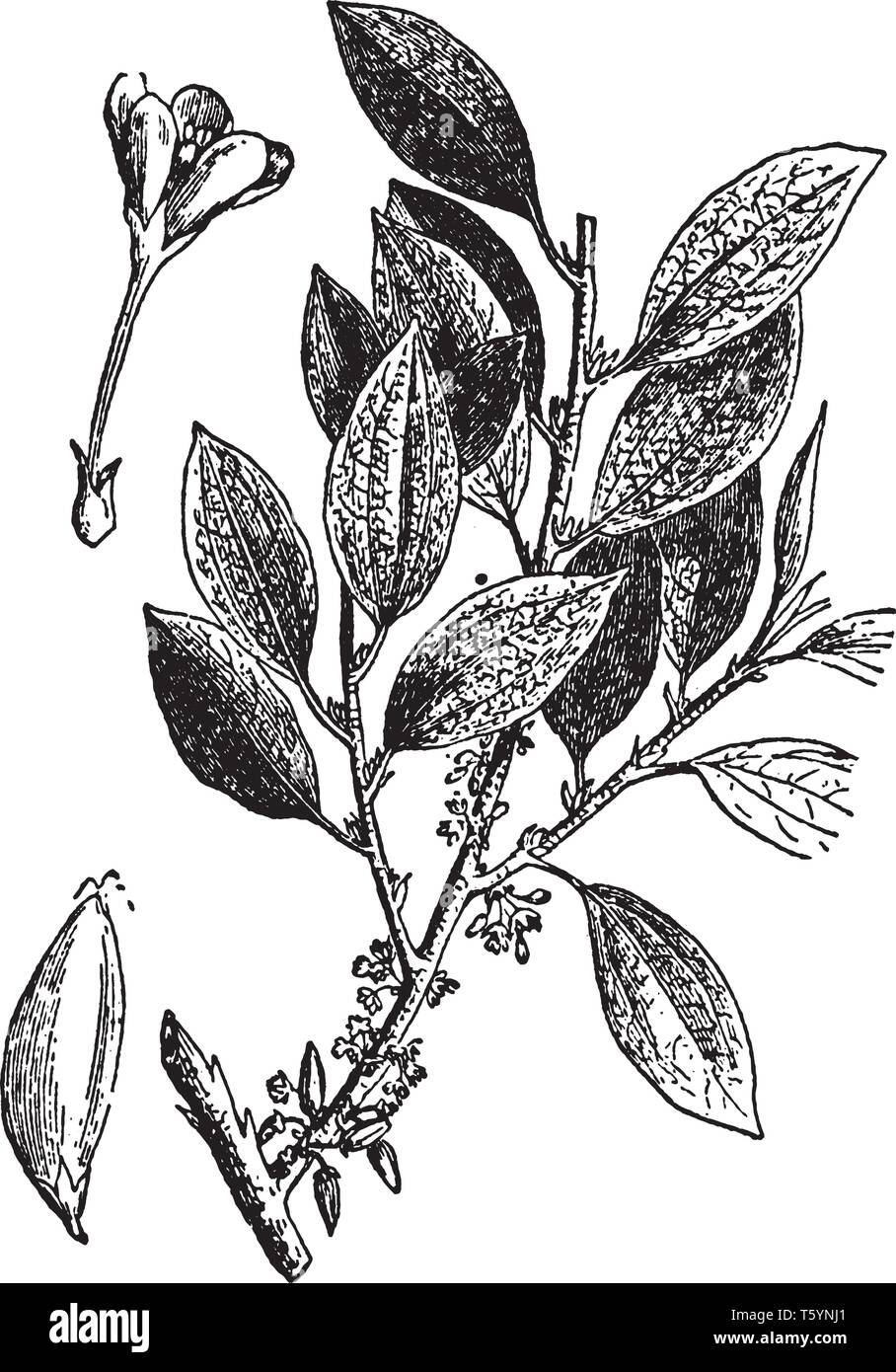 a branch of coca plant, Illustrated are (1) a spray of leaves and