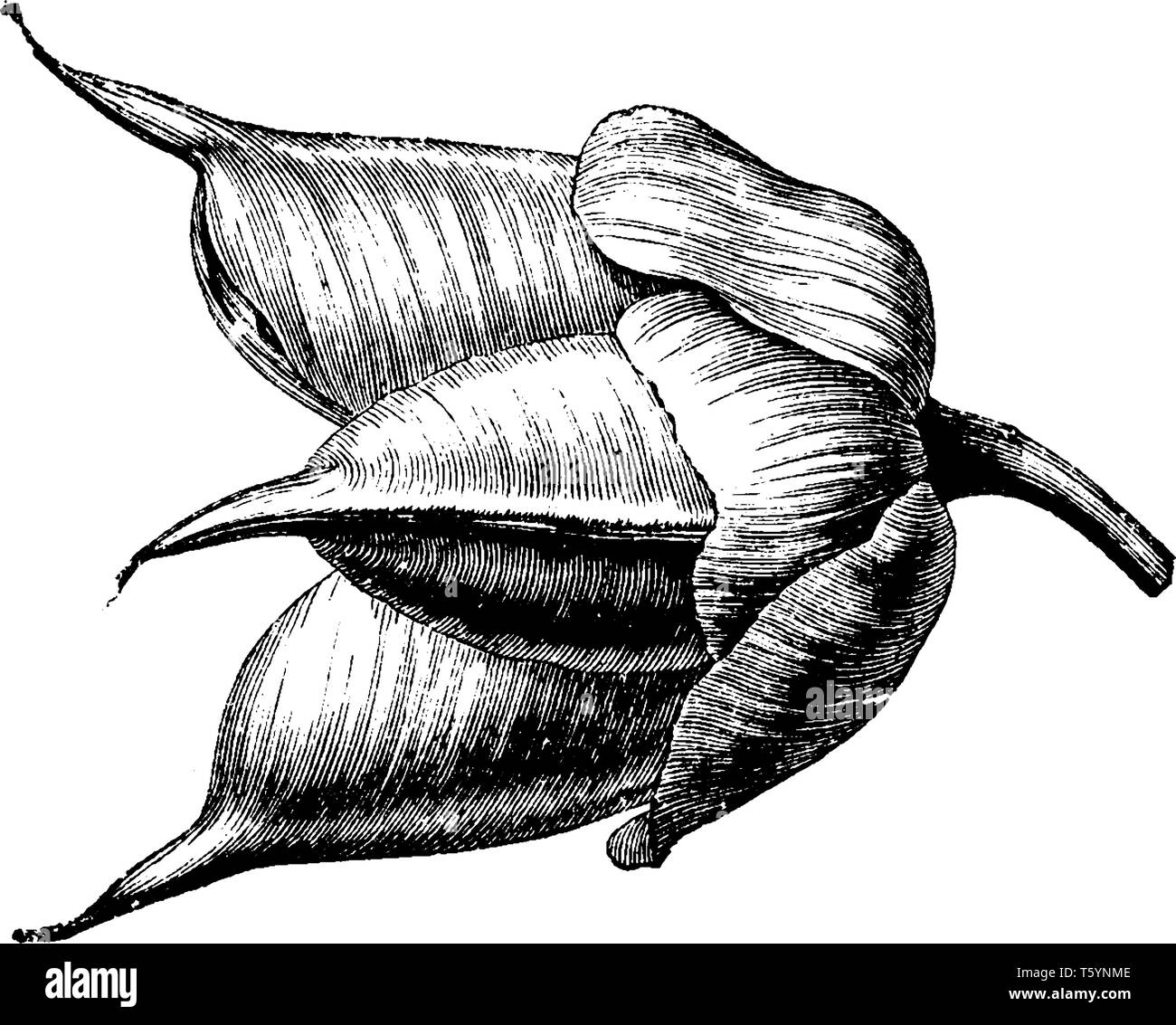 Covered bud Stock Vector Images Alamy