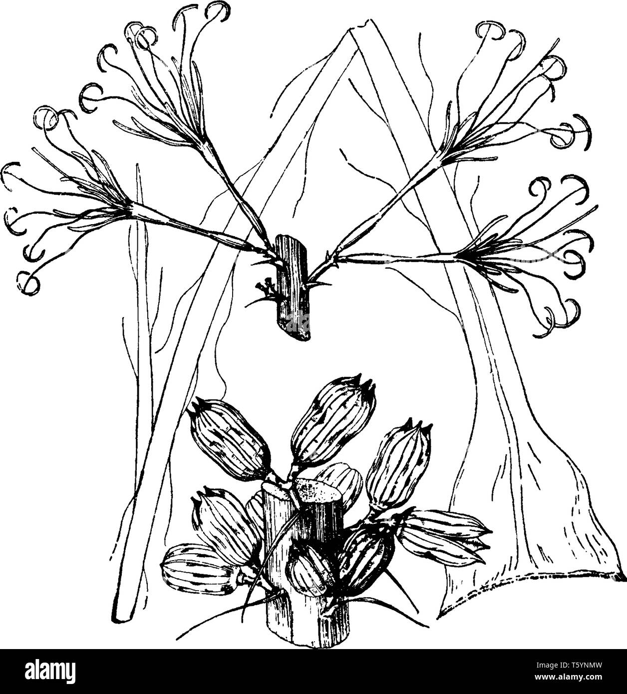 This is a Agave Angustissima with narrow leaves. Its flowers are stalked, vintage line drawing or engraving illustration. Stock Vector
