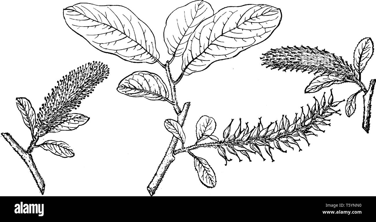 Salix Amplifolia shrub or tree growing up to 8 m tall, the leaves up to 11 cm long, oval in shape, wavy along the edges, and hairy to woolly in textur Stock Vector