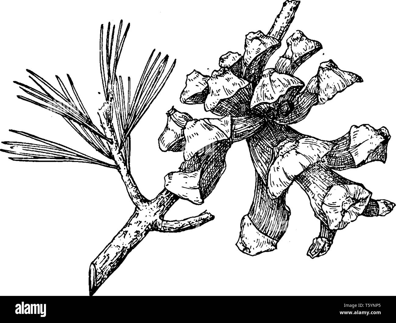 A picture of a Pine Cone of a Parry Pinyon also known as Pinus Quadrifolia, vintage line drawing or engraving illustration. Stock Vector