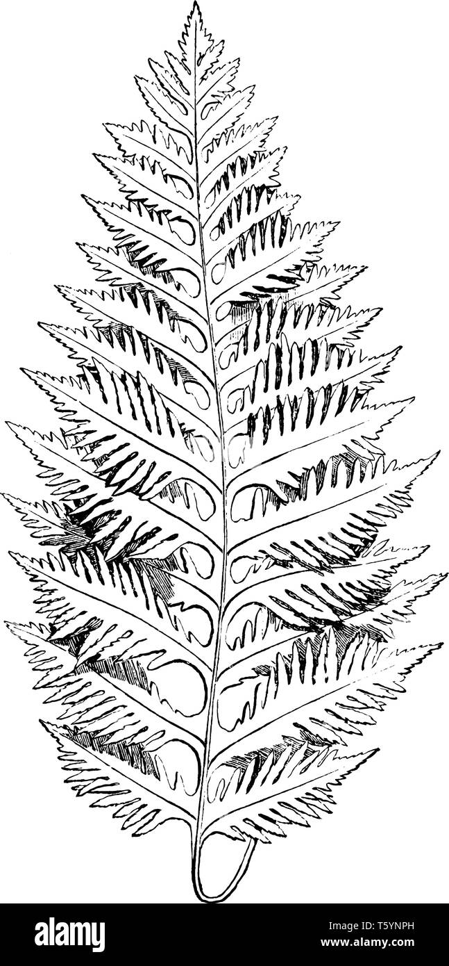 A picture showing Polypodium Vulgare. Leaves are like the teeth of a comb, 12 to 15 each side of frond. A fern with fronds between 12 to 20 inches lon Stock Vector