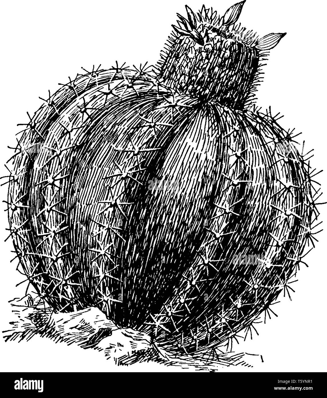 A picture showing the plant of Melon Cactus also known as Melocactus