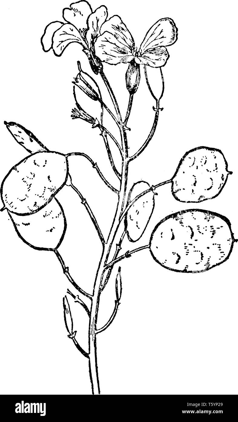 biennial plant drawing