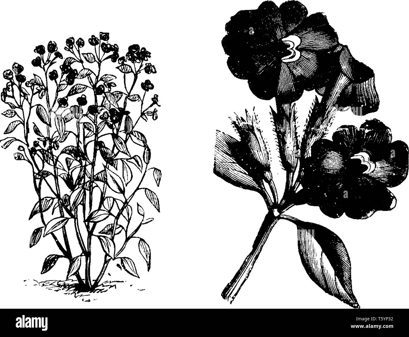The Browallia Elata flowers are funnel shaped flowers and oval shaped leaves. The flower sepal is long and tabular, vintage line drawing or engraving  Stock Vector
