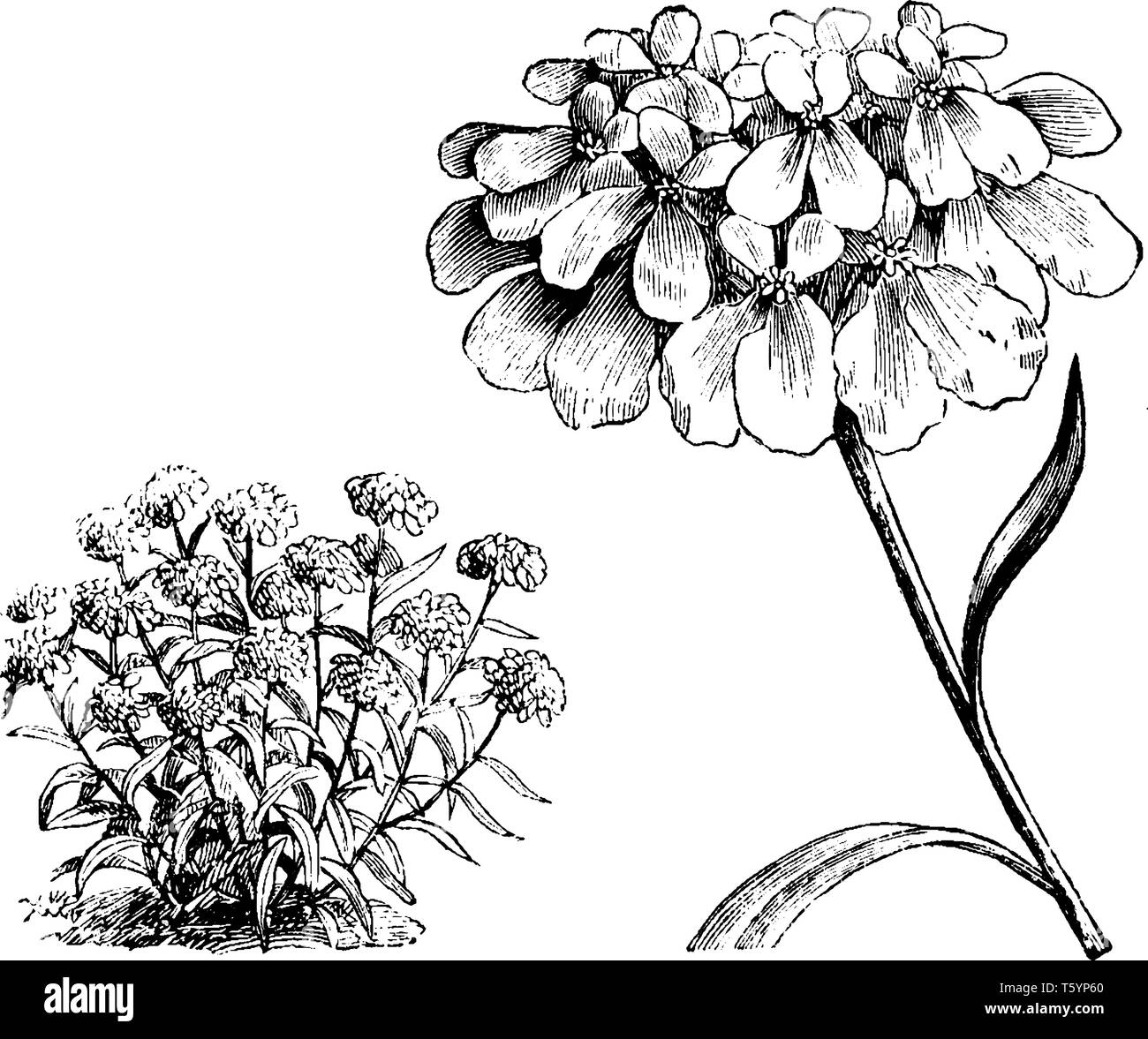 Iberis Umbellata is also known as globe candytuft, and the family of this plant is Brassicaceae, vintage line drawing or engraving illustration. Stock Vector