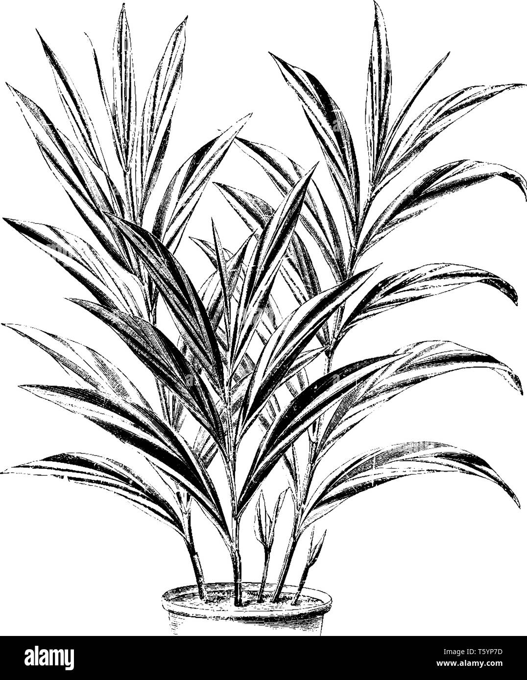 A picture shows Alpinia Vittata Plant. Leaves are long, sharp, plain-edges and have broad stripes of dark green and creamy white on the pale green lea Stock Vector
