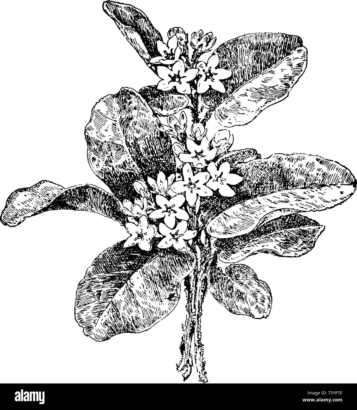 This picture shows Trailing Arbutus Plant. It is also called arbutus