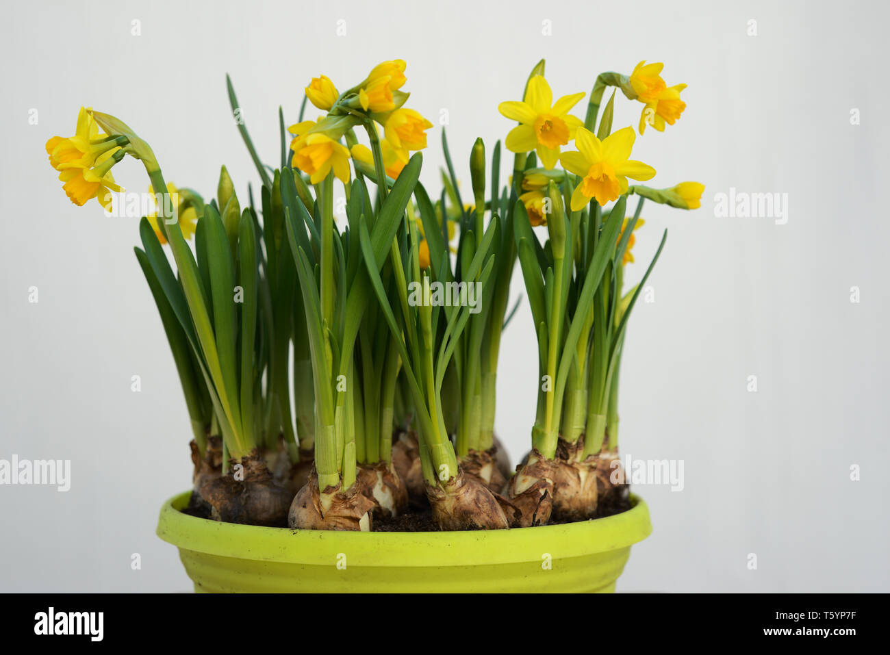 daffodils and bulbs in a pot on white background Stock Photo