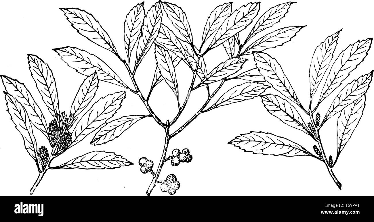 There are three different branches of Myrica cerifera. Some of the branch has fruits and some of the branches have buds. This is used for candle-makin Stock Vector