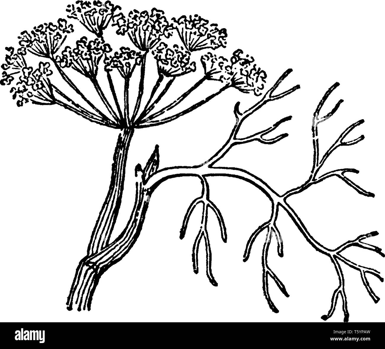 A picture, that's showing Dill. It is an annual herb in the celery family Apiaceae. It is the only species in the genus Anethum. It is widely grown in Stock Vector