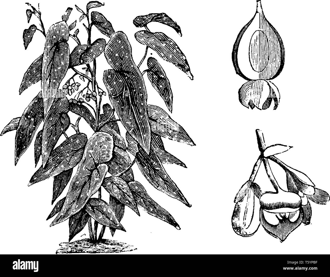 Begonia Maculata is a dotted, wooded shrub. White colored layers are placed on top of the leaf. The capsule has long, in oval shape, vintage line draw Stock Vector