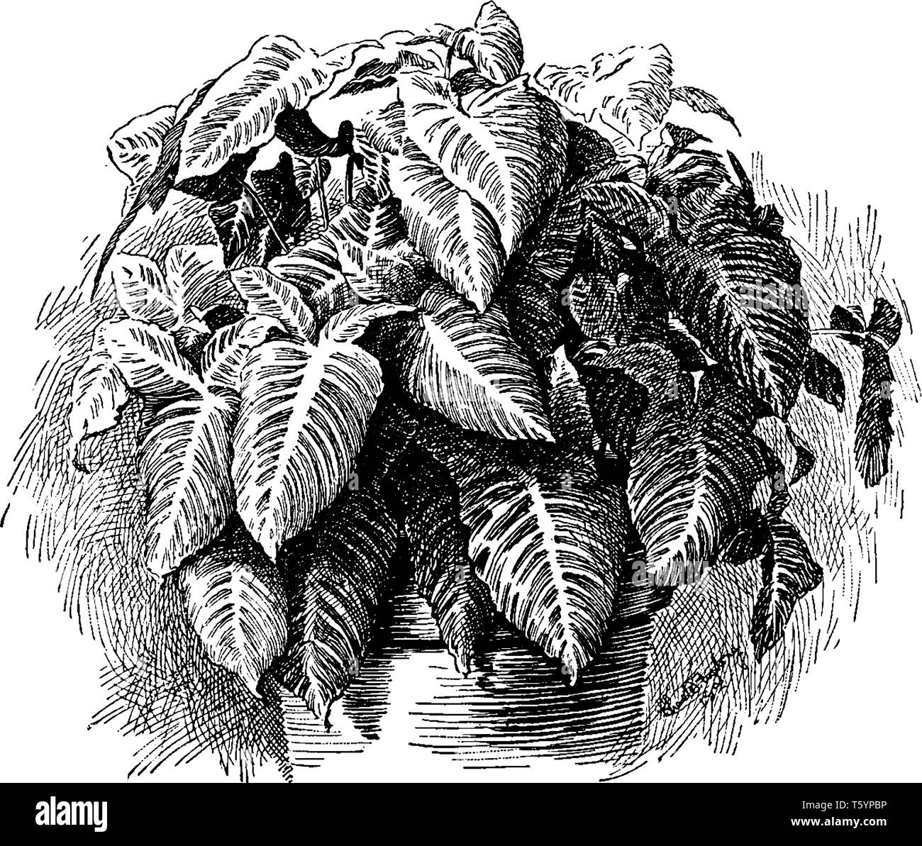 Xanthosoma Lindenii is flowering plant and it is native to tropical America. Its leaves are large with off-white stripes on it, vintage line drawing o Stock Vector