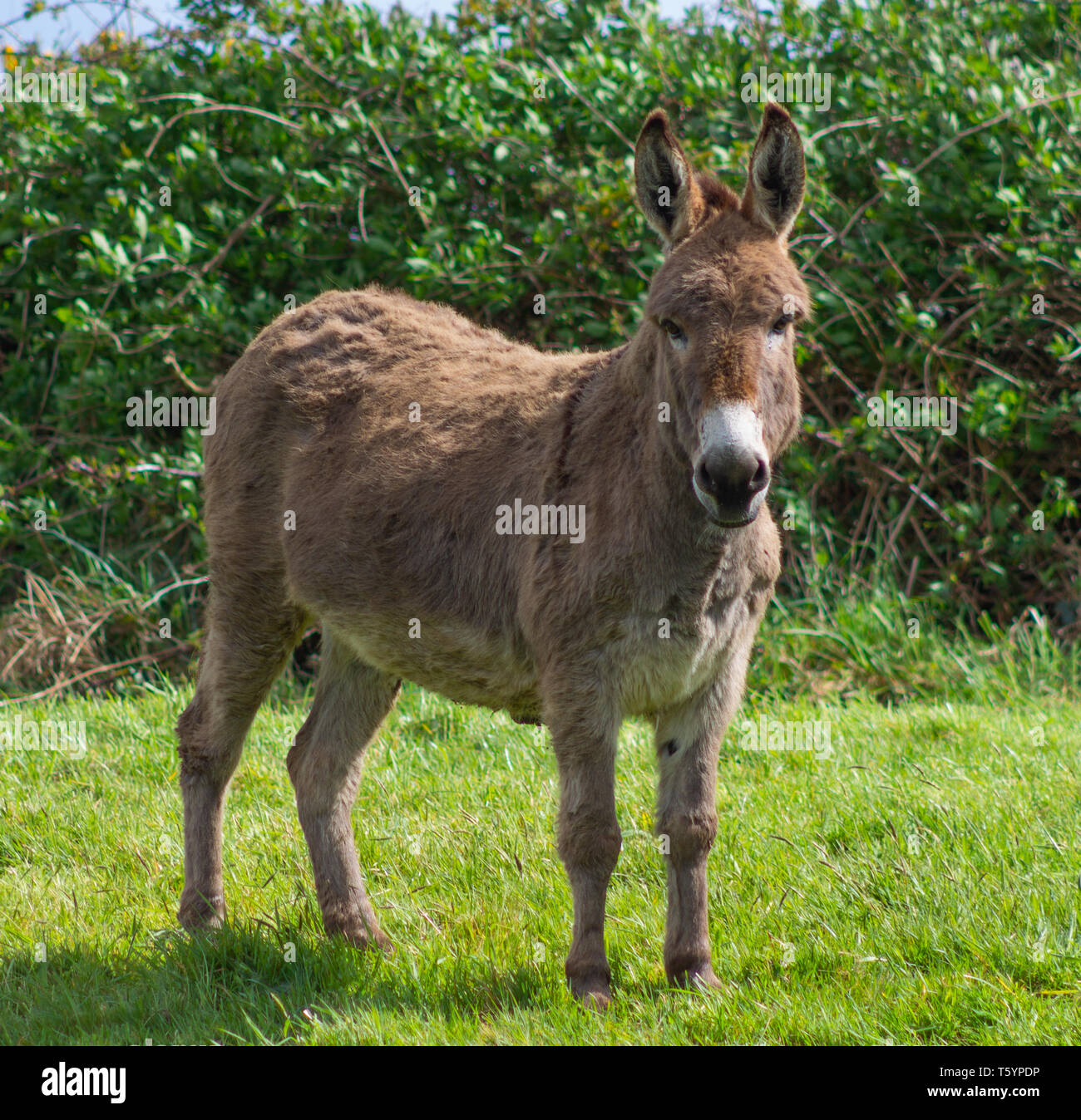 Working Donkeys Hi-res Stock Photography And Images - Alamy