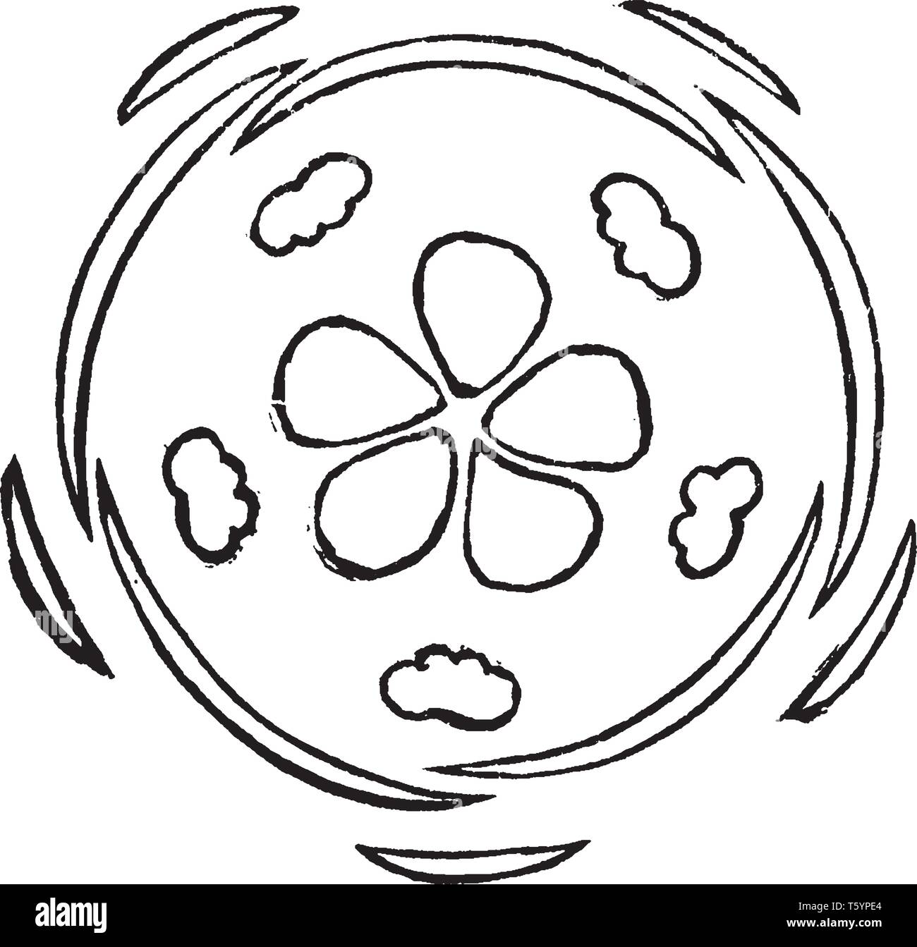 A picture showing the flower of Crassula which is a diagram or ground-plan of same, vintage line drawing or engraving illustration. Stock Vector