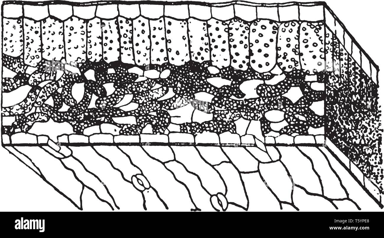 Palisade cells hires stock photography and images Alamy
