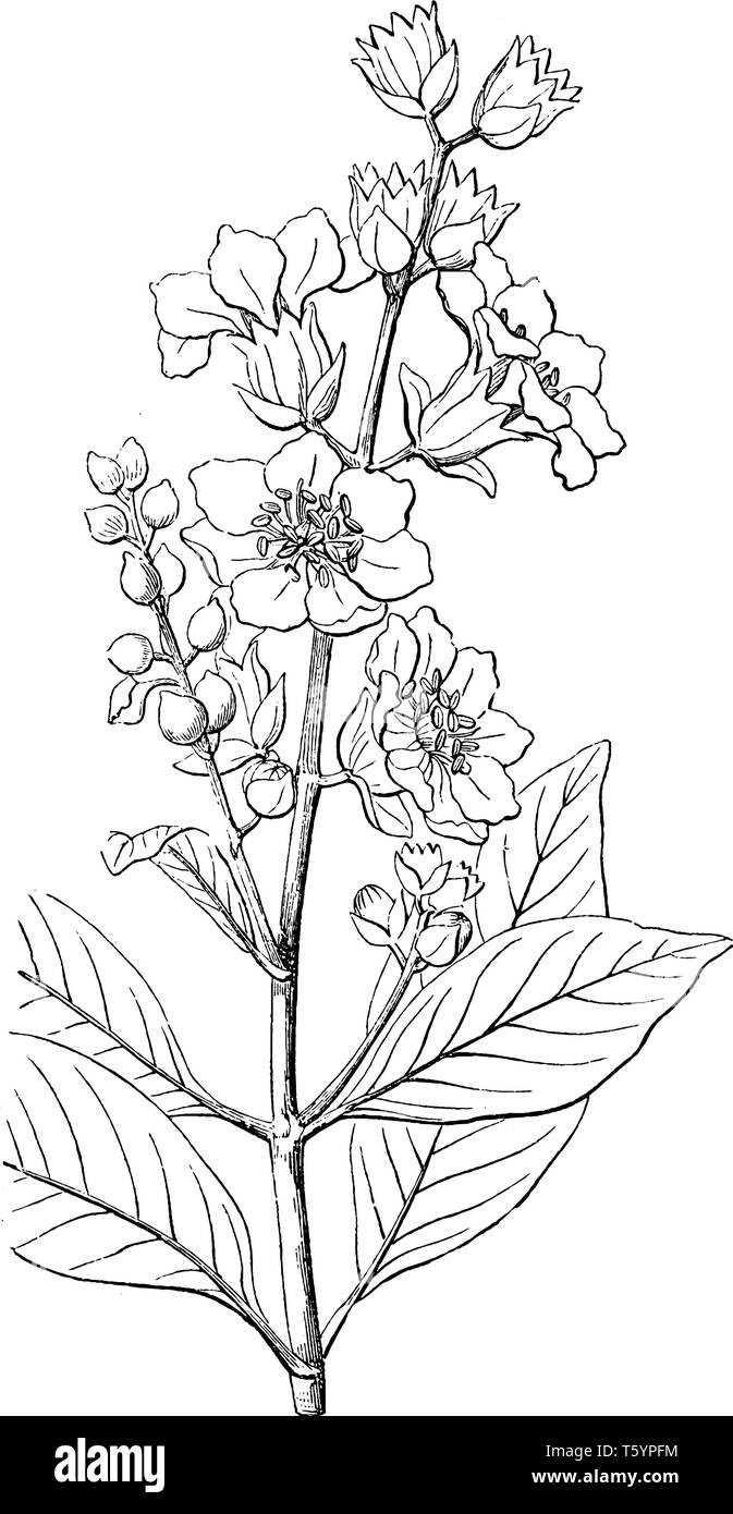 A picture shows Diplusodon. This is a genus of Diplosodum, which is in the Lythraceae family. This is a flowering plant, vintage line drawing or engra Stock Vector
