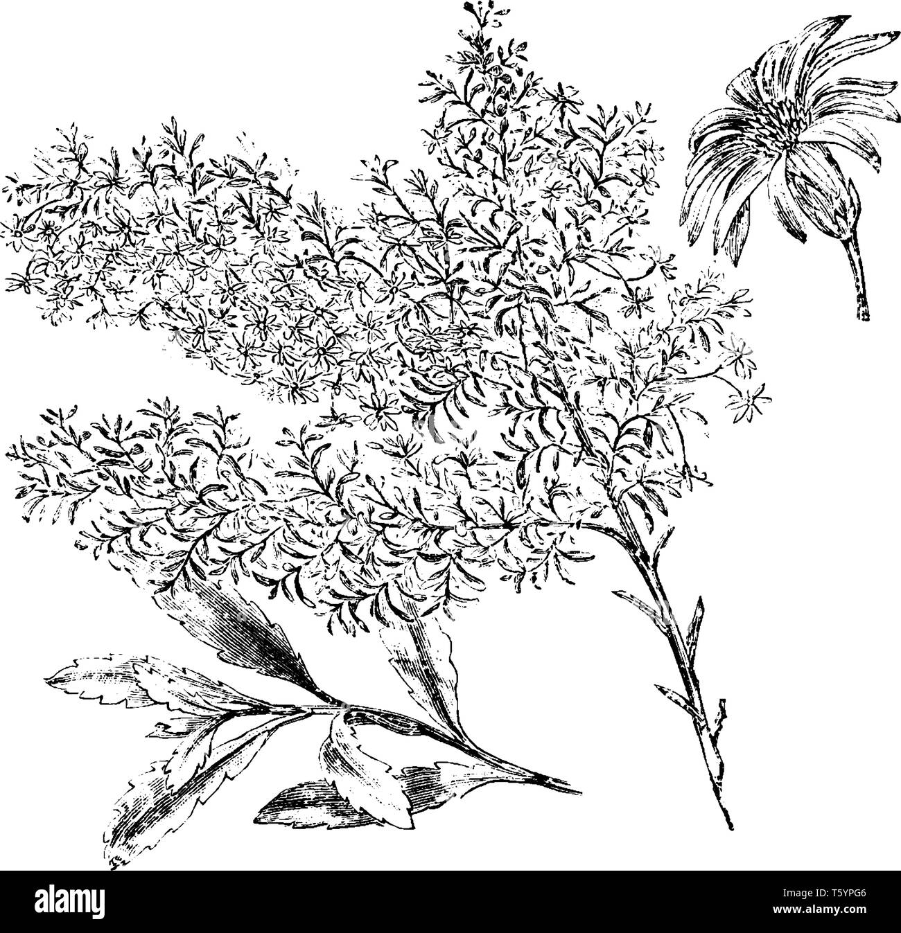 Olearia gunnia flowers are white and bloom in September. The branches are hoary. Pictured is a flowering branch, branchlet, and flower head of olearia Stock Vector