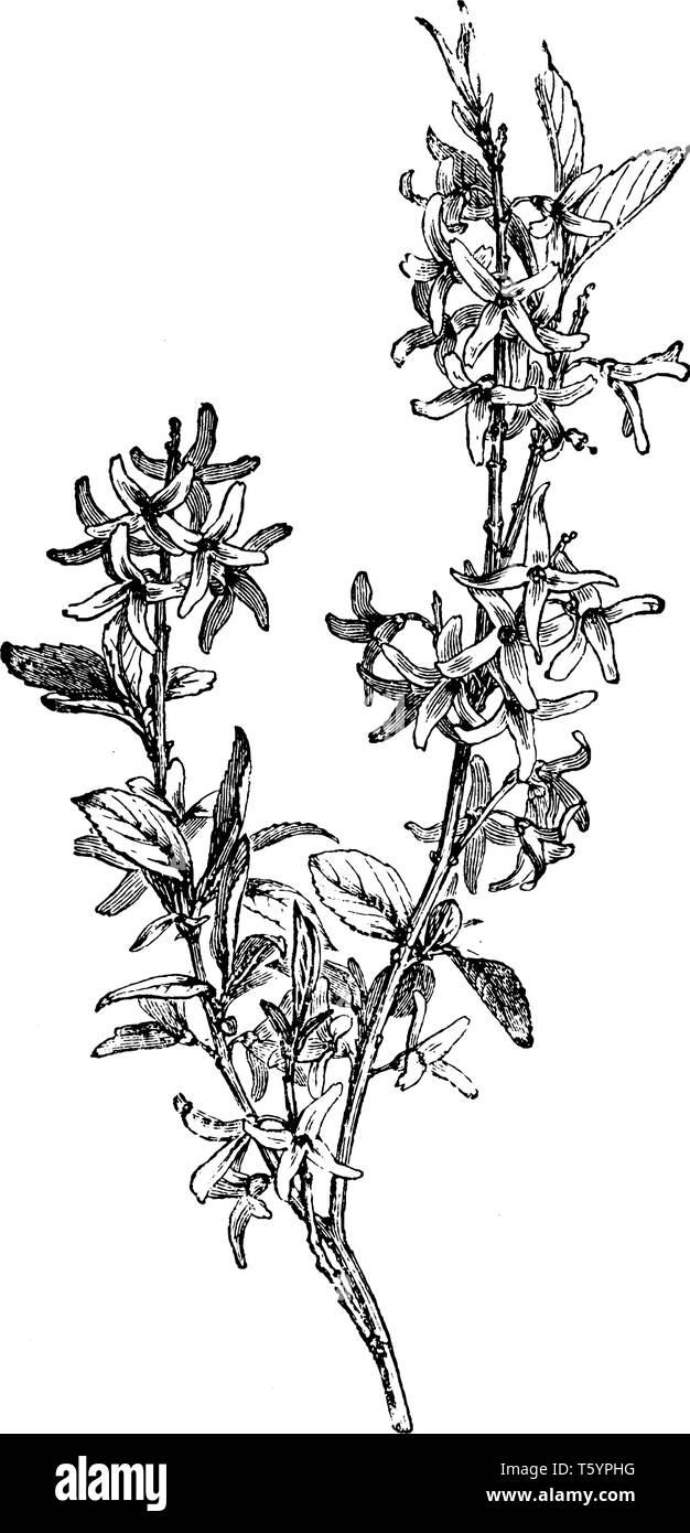 Forsythia Suspensa Is Flowering Plants In The Family Of Oleaceae The Plant Flowers Are Tiny With Four Petals And Leaves Are Opposite Vintage Line Dr Stock Vector Image Art Alamy Forsythia Suspensa Is Flowering Plants In The Family Of Oleaceae The Plant Flowers Are Tiny With Four Petals And Leaves Are Opposite Vintage Line Dr Stock Vector Image Art Alamy