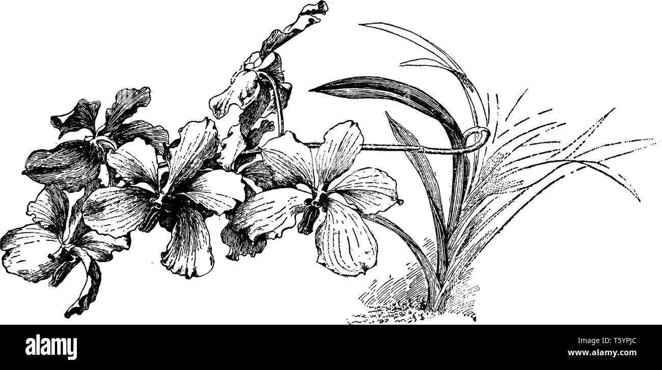 https://c8.alamy.com/comp/T5YPJC/this-is-picture-of-flowers-of-vanda-caerulea-and-also-known-as-blue-orchid-it-is-a-flowering-plant-vintage-line-drawing-or-engraving-illustration-T5YPJC.jpg