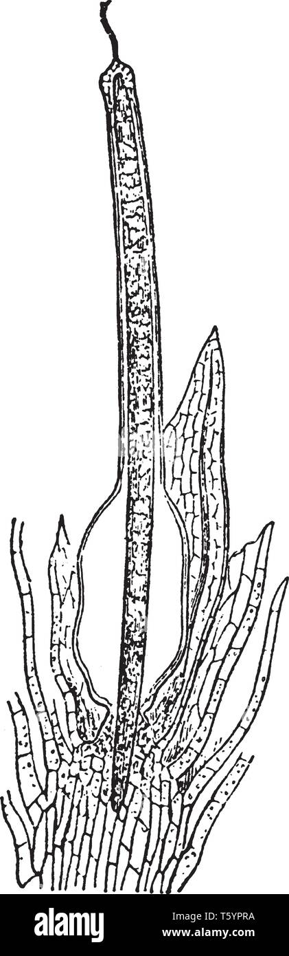 This is an image of stages of the development of the sporogonium enclosed in the calyptra of Funaria hygrometrica which grows on moist shady, damp soi Stock Vector