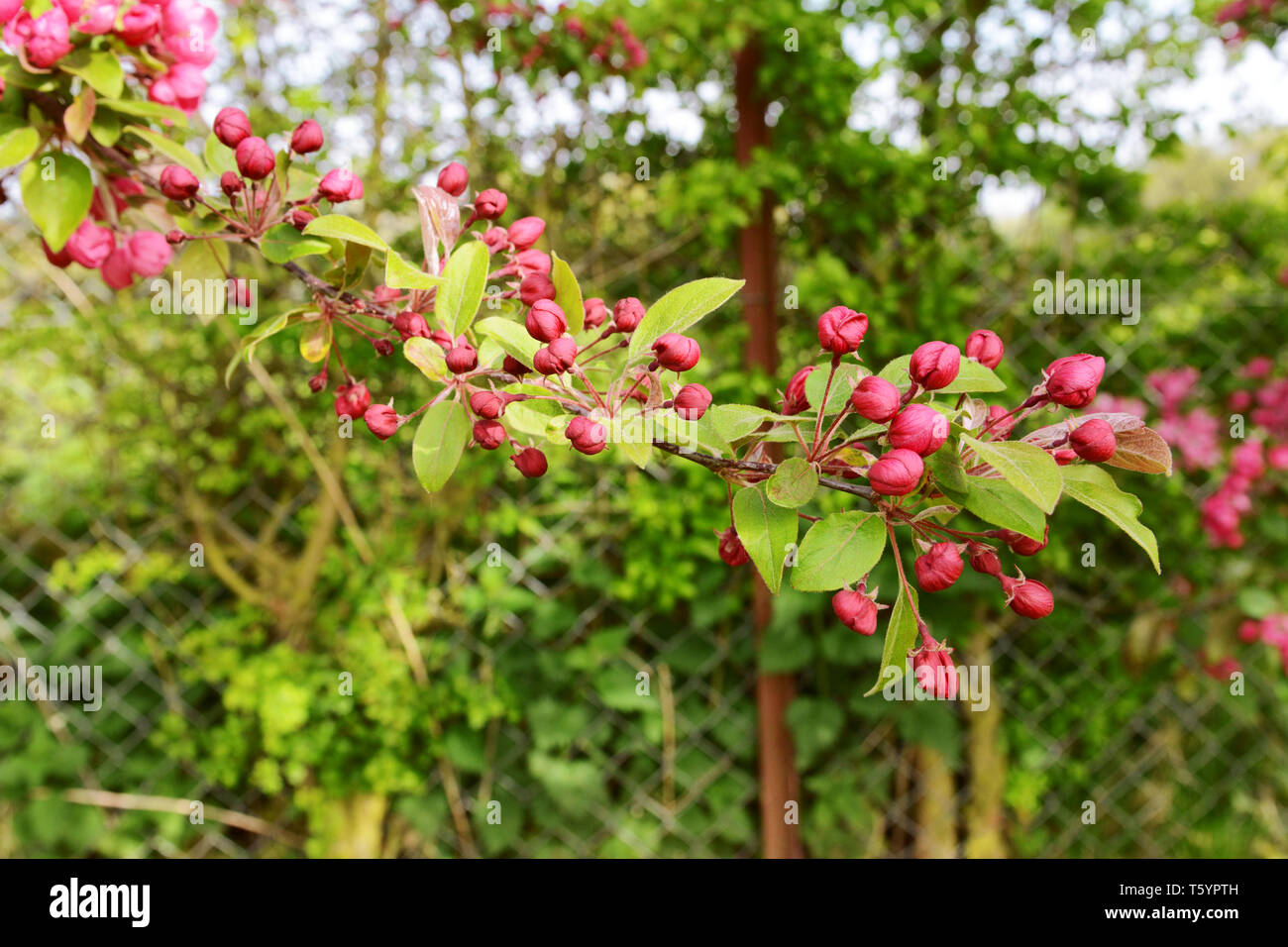 Long tree branch covered with deep pink blossom buds in selective focus against verdant green foliage Stock Photo
