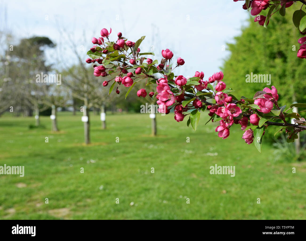 Malus Indian Magic crab apple blossom flowers in selective focus against the background of a small orchard Stock Photo