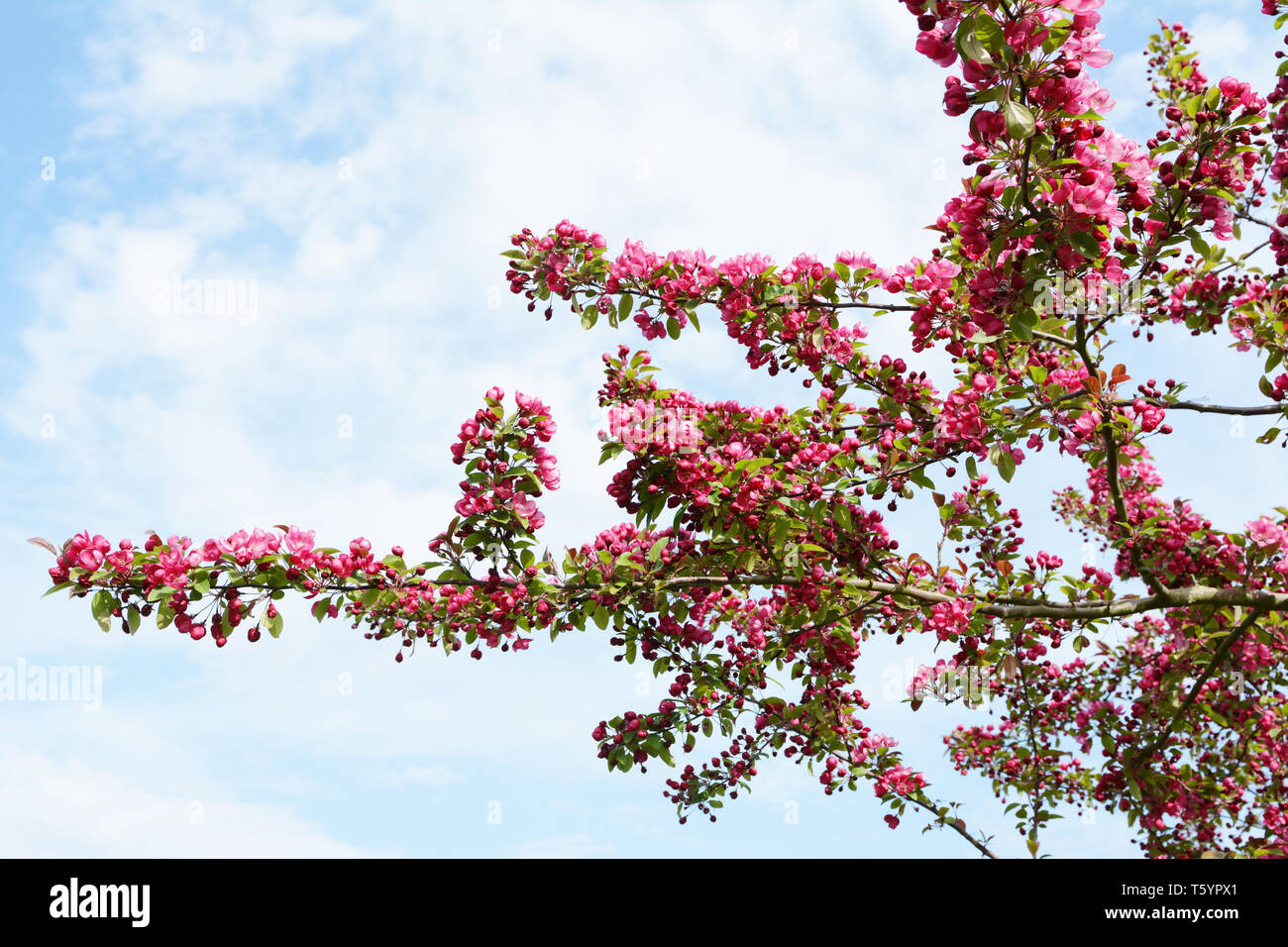 Branches of a crab apple tree covered in abundant deep pink blossom criss-cross against a cloudy blue sky Stock Photo