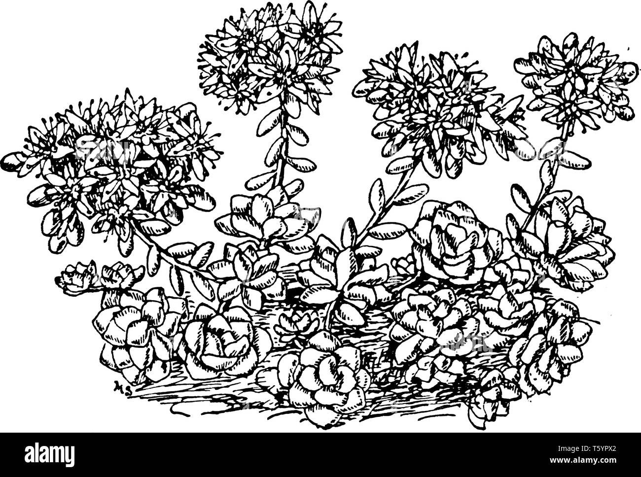 It Is Sedum Plant Consists Of Bunch Of Leafs Flowers Featuring High Water Storing And Very Good For Filtering Air Pollutants Vintage Line Drawing O Stock Vector Image Art