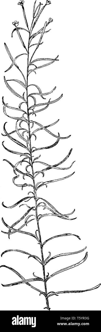 A picture is showing E. Densum, means Epilobium Densum. It is also known as Epilobium strictum. This is flowering plant. It belongs to Onograceae fami Stock Vector