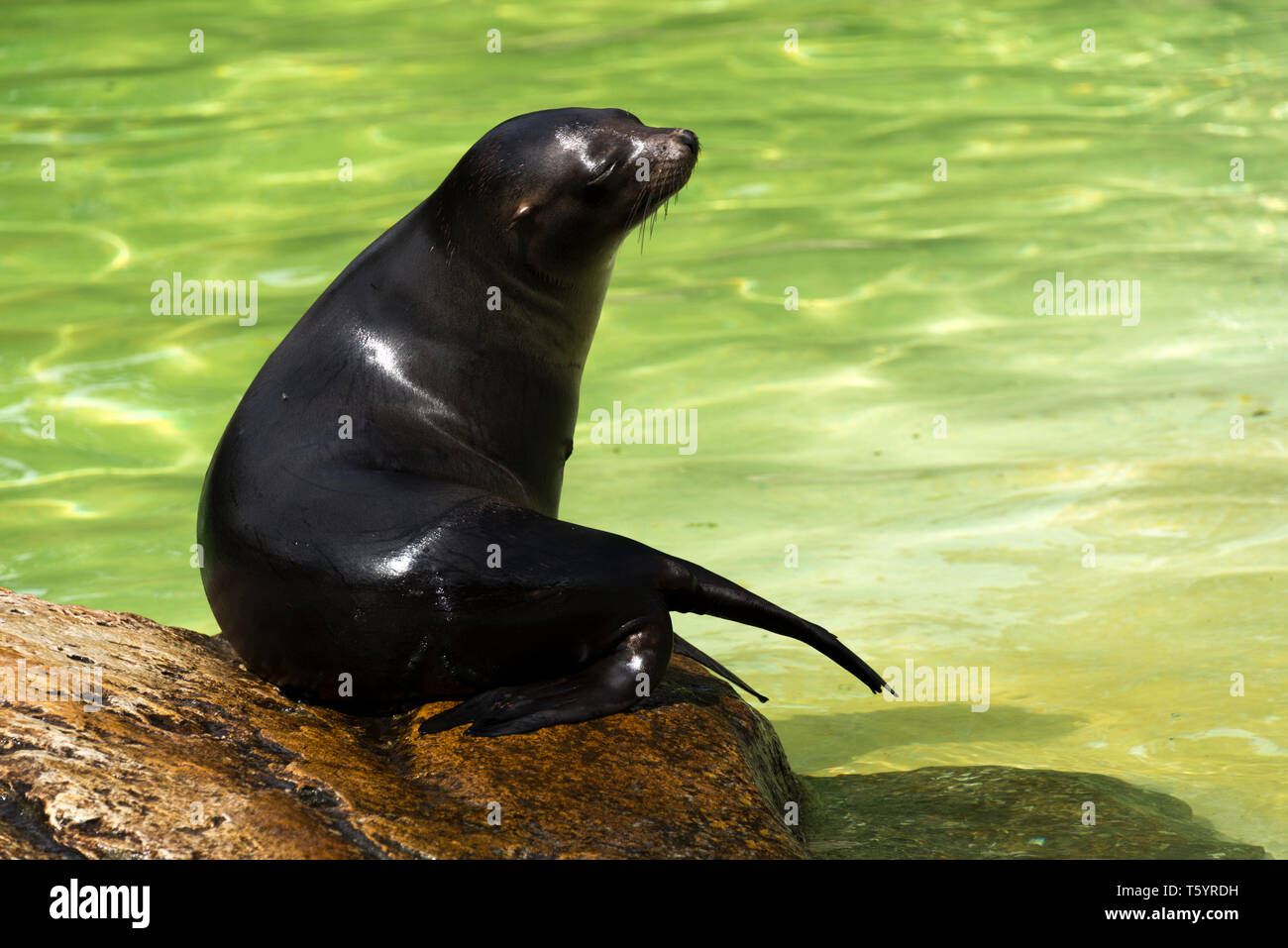 Northern Fur Seal (Callorhinus ursinus) Stock Photo