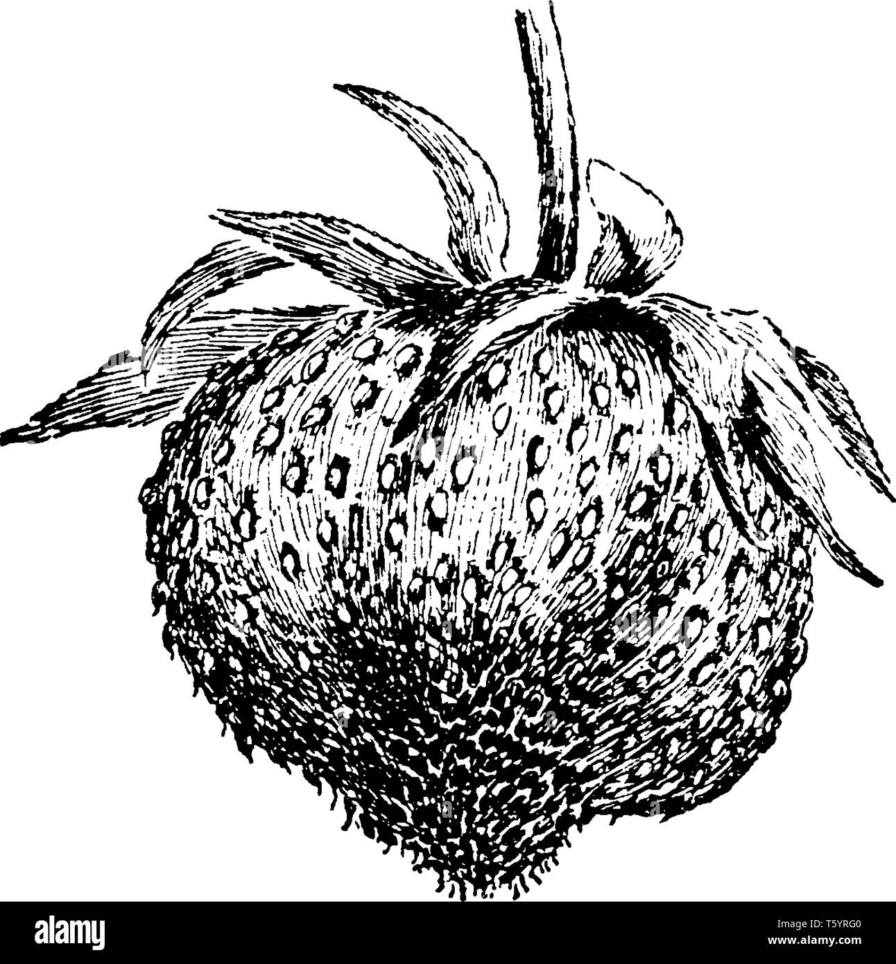 A picture showing Strawberry Nubbin which is a Fruiting plant common of the Fragaria genus, vintage line drawing or engraving illustration. Stock Vector
