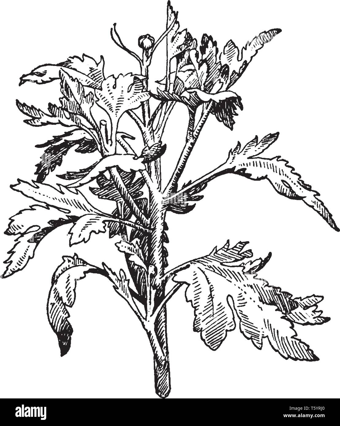 The image shows a crown bud of Chrysanthemum. These flower buds initiate easily and develop rapidly. The leaves are large and cone shaped, vintage lin Stock Vector