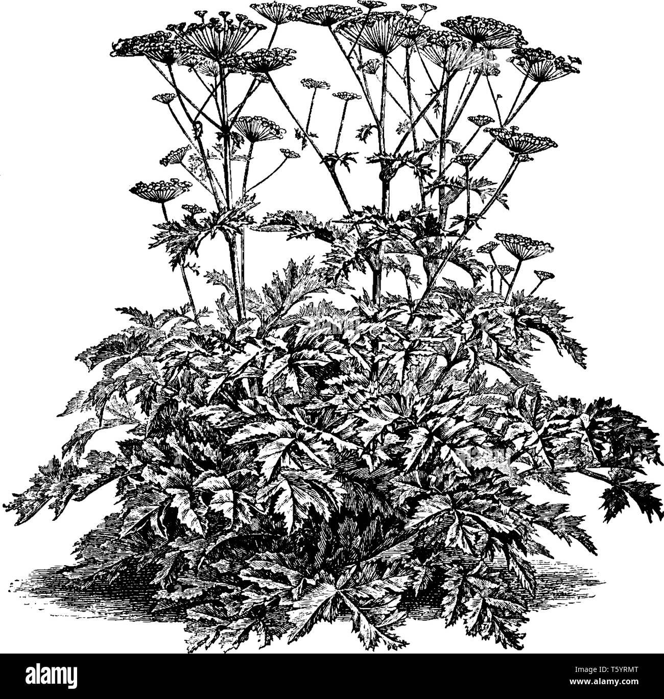 Picture is of Heracleum Sibiricum plant. It is native of Caucasus Mountains. It belongs to the family Apiaceae, vintage line drawing or engraving illu Stock Vector