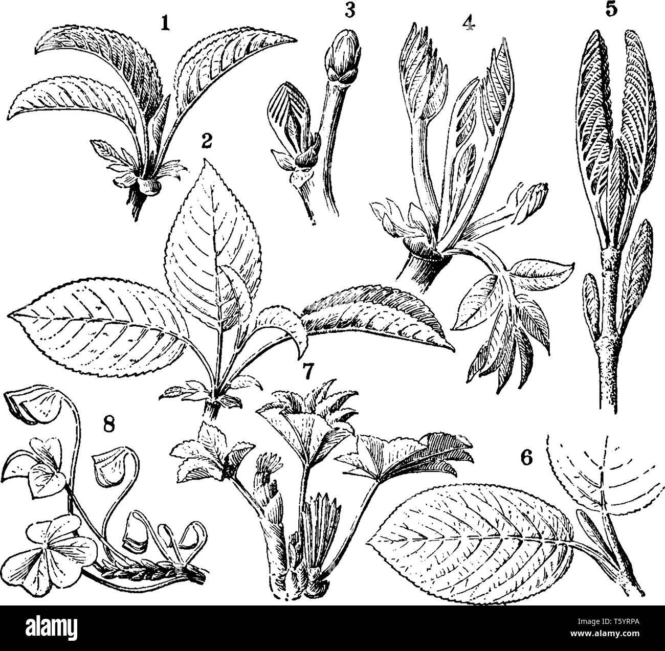 This image shows the types of vernation. In this image from left to right: 1, 2- cherry; 3, 4- European walnut; 5, 6- snowball; 7- lady's mantle; 8- o Stock Vector