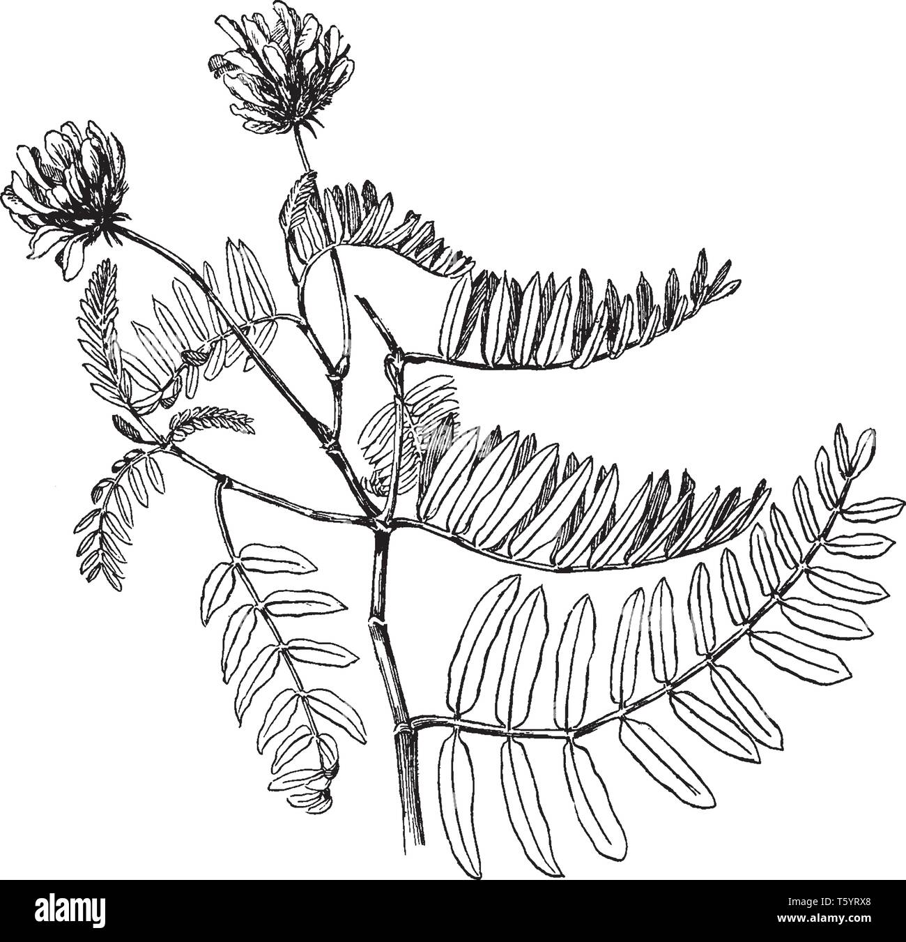 That astragalus adsirgens flower in a dense, flower cluster round and wide. And leaves are compound they alternate attached and smooth margin, vintage Stock Vector