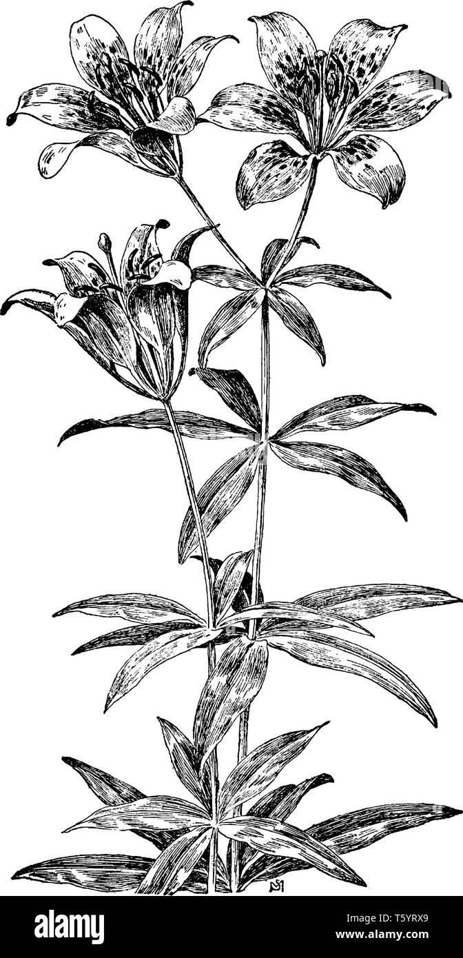 Red lily Black and White Stock Photos Images Alamy Red lily Black and White Stock Photos Images Alamy