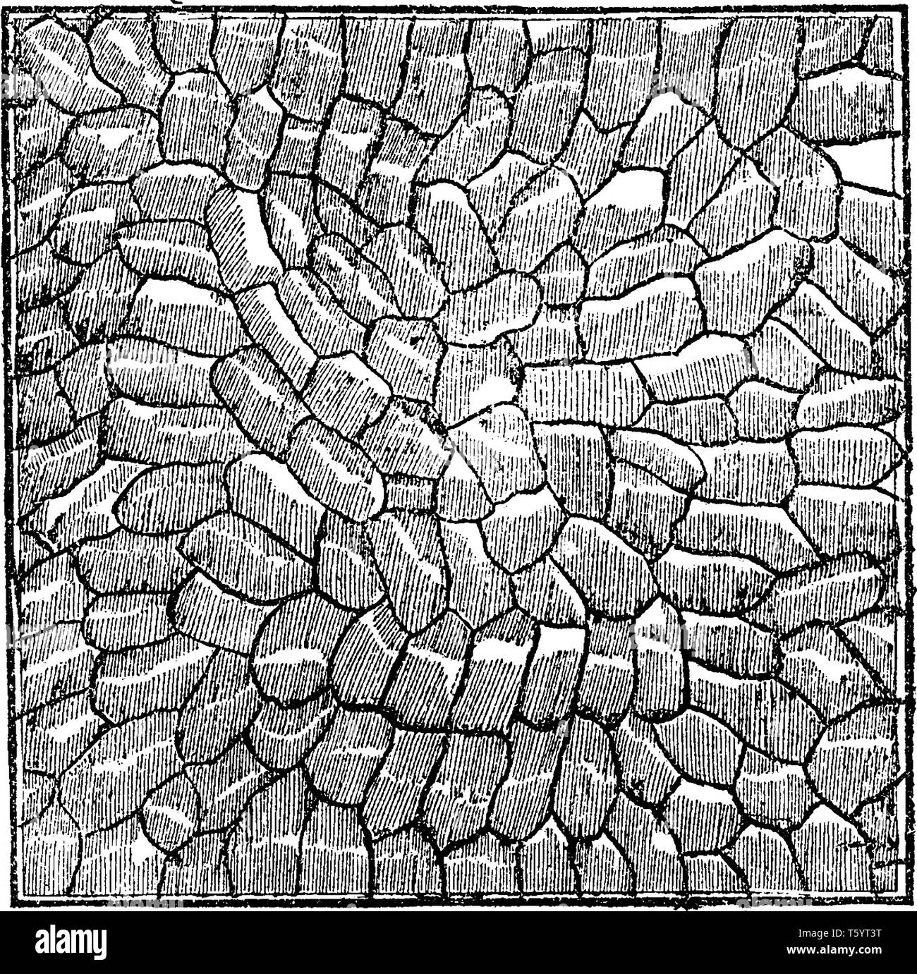 This is Microscopic view of a leaf. The epidermal cells that tend to be irregular. In addition to the epidermal cells, one will also see the leaf spor Stock Vector