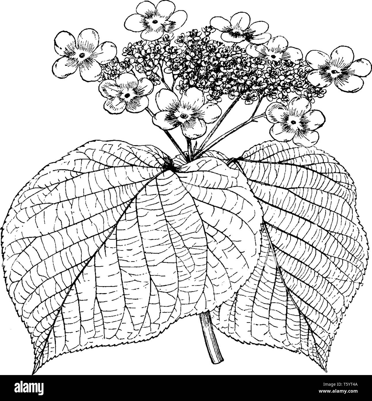 Showing bunch Black and White Stock Photos Images Alamy Showing bunch Black and White Stock Photos Images Alamy