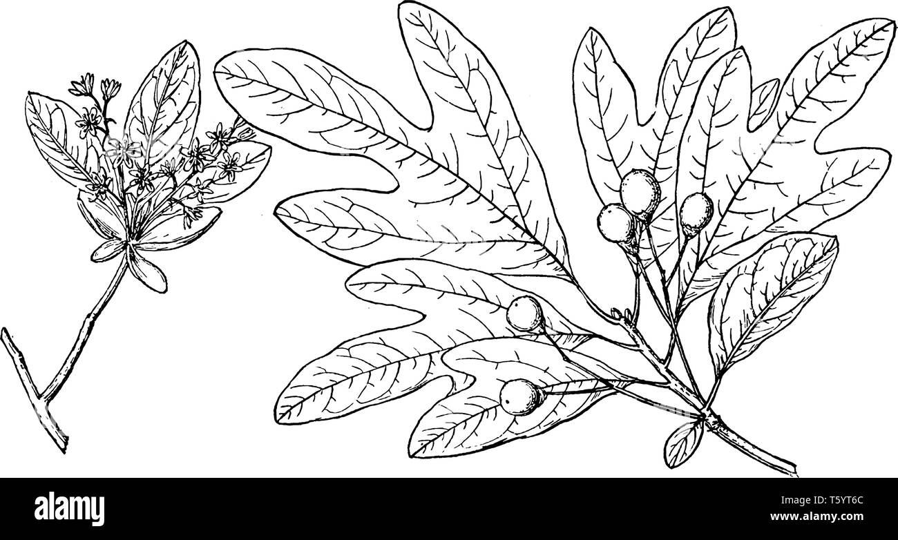 North American tree of the laurel family (Lauraceae), the aromatic leaf, bark, and root of which are used as a flavouring, as a traditional home medic Stock Vector