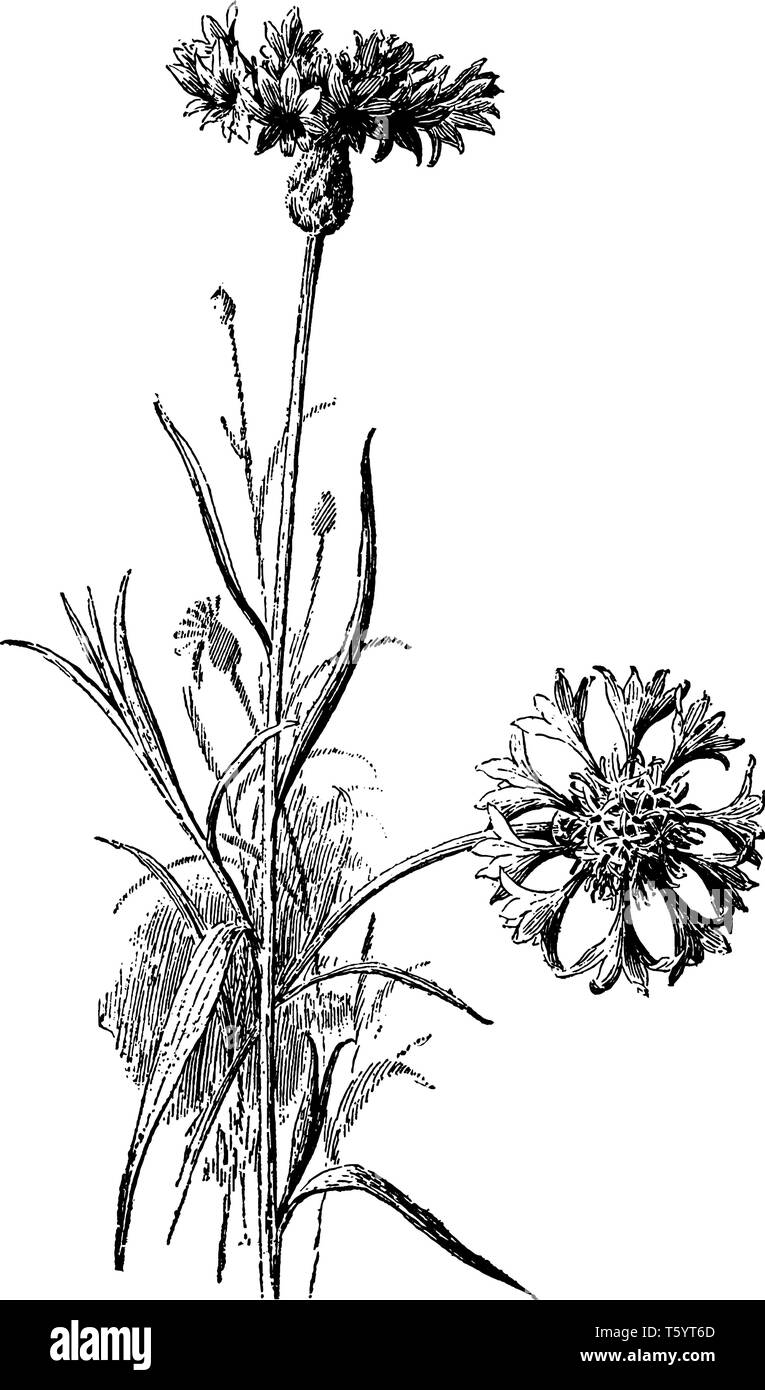 Annual blue cornflower Stock Vector Images Alamy