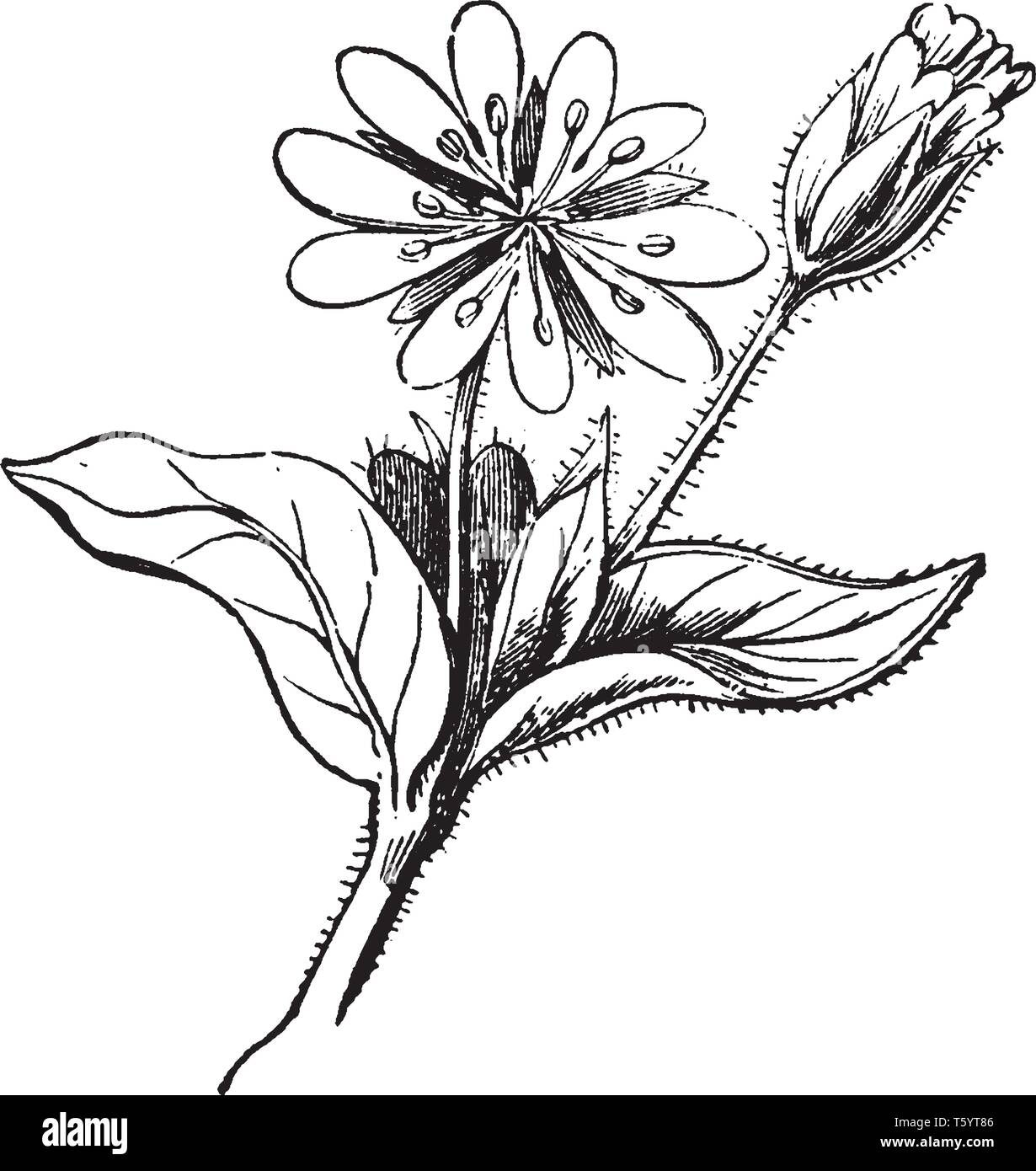 A picture is showing Decandrous Flower. This flower has ten petals and