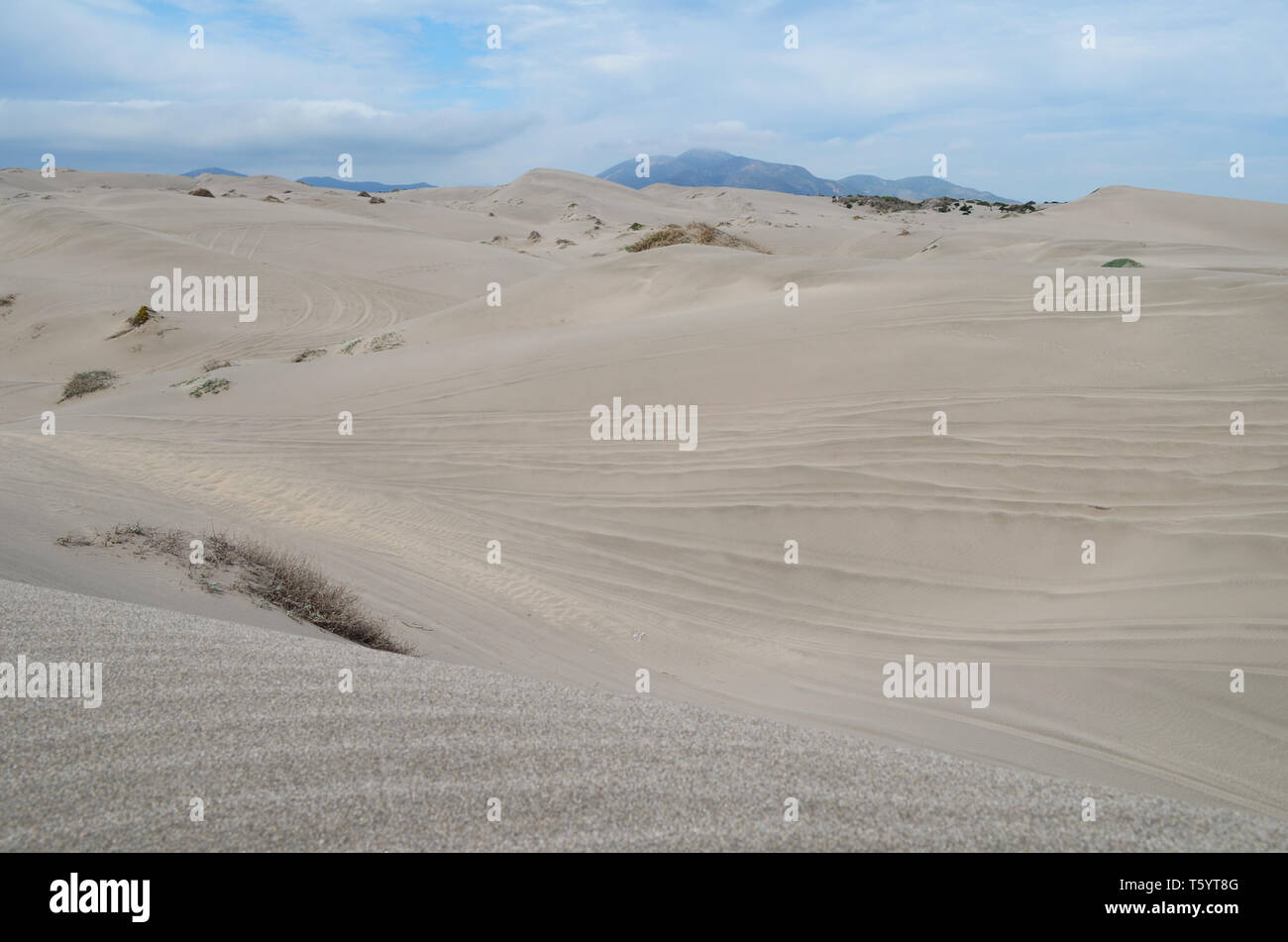 Dunas de Ritoque, a unique habitat in Chile’s central coast, currently
