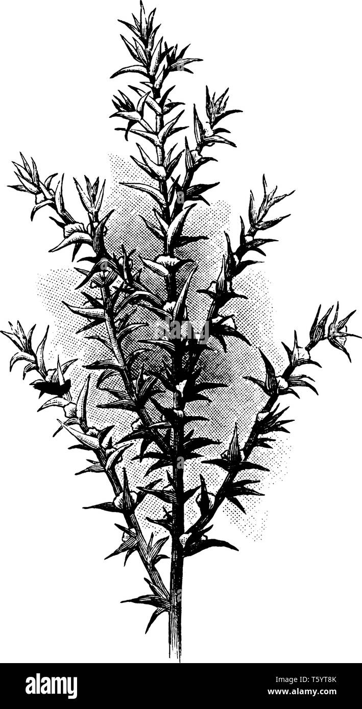 Russian thistle is a species of flowering plant in the Amaranthaceae family. The leaves blades are tiny and stalk less, vintage line drawing or engrav Stock Vector