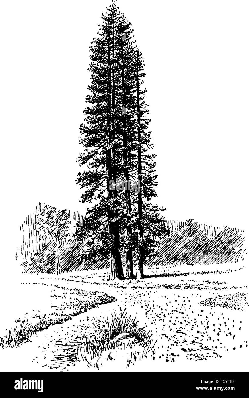 Pinus ponderosa is also known as yellow pine tree, occurs in western North America. The tallest tree was 232 feet, and the oldest tree was 600 years,  Stock Vector