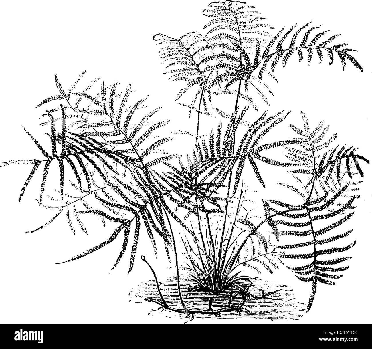 A picture of Gleichenia Circinata and also known as pouched coral fern or tangle fern, vintage line drawing or engraving illustration. Stock Vector