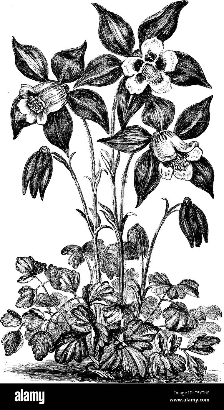 A picture shows Aquilegia Glandulosa Flower plant. The sepals, or outer part of the aquilegia Glandulosa flower, are a bright lilac blue and white pet Stock Vector