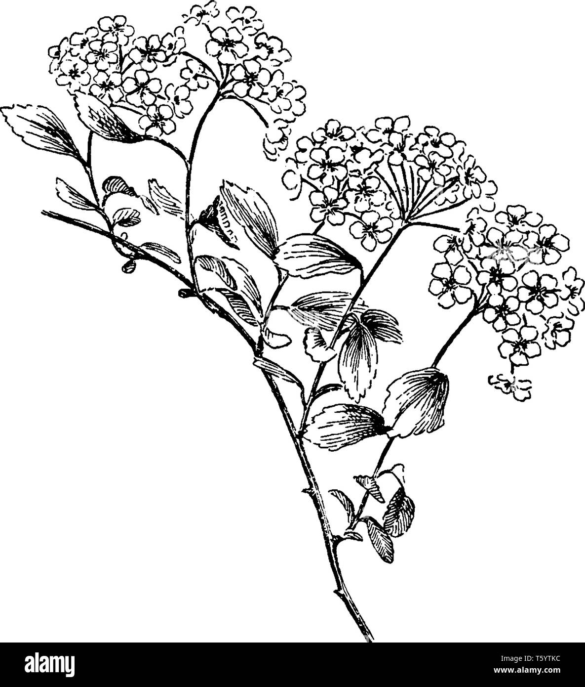 Picture shows branch of Trilobata Spiraea Plant. The leaf margins are usually toothed, occasionally cut or lobed, rarely smooth, in that Stipules are  Stock Vector
