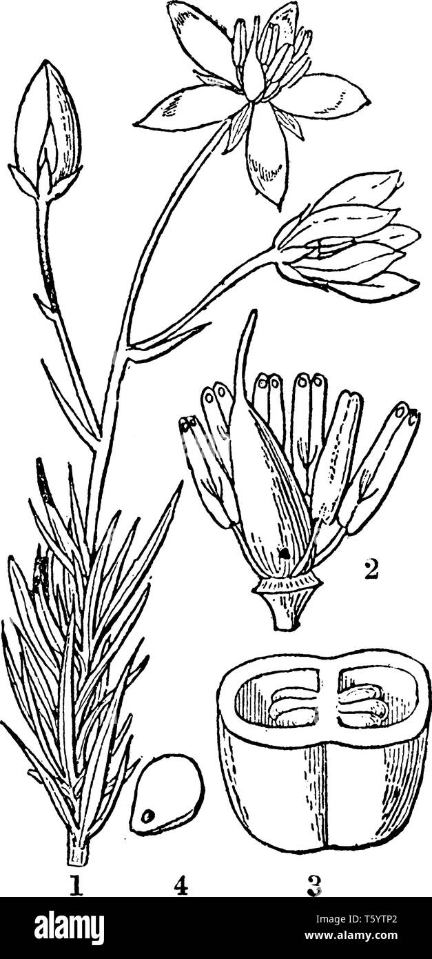 A picture is showing Finger Flower. The illustration show: 2. pistil and stamens; 3. a cross section of its ovary; 4. a seed of Pittosporum undulatum, Stock Vector